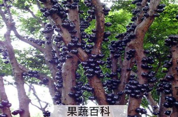吃树葡萄的好处与坏处