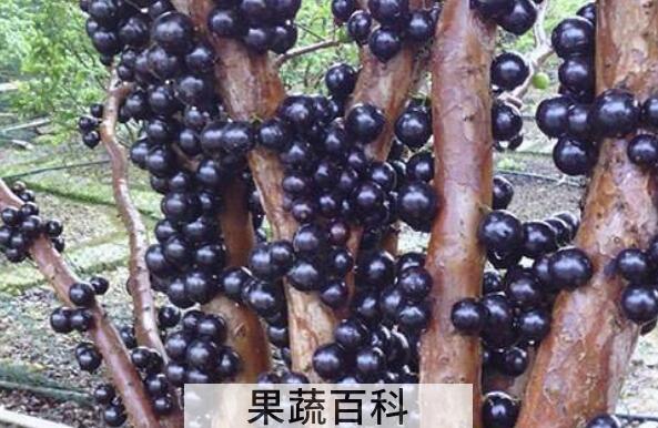 吃树葡萄的好处与坏处