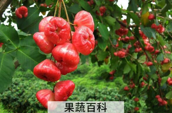 洋蒲桃的功效与作用及药用价值