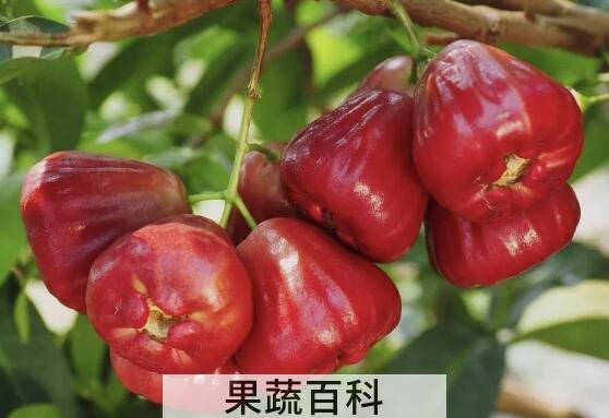 洋蒲桃的功效与作用及药用价值