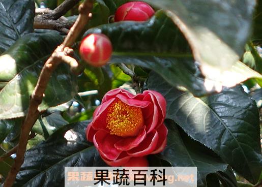越南抱茎茶花养殖技巧
