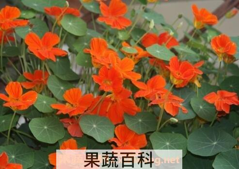 旱金莲养殖方法技巧