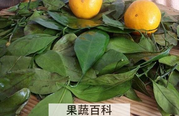 桔子叶的功效与作用及副作用