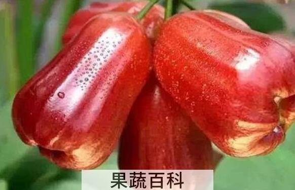 洋蒲桃怎么吃 洋蒲桃的食用方法