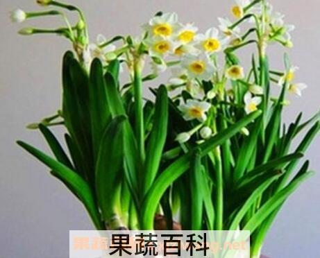 水仙花的养殖方法与注意事项