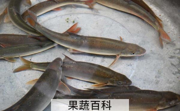 果蔬百科弓鱼的功效与作用