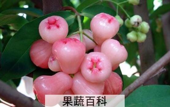 莲雾果的功效与作用 莲雾果怎么吃