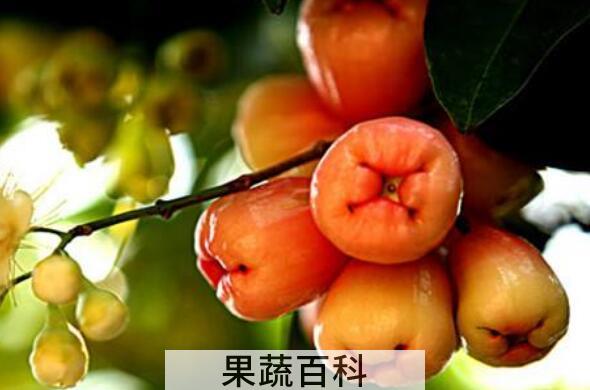 莲雾果的功效与作用 莲雾果怎么吃