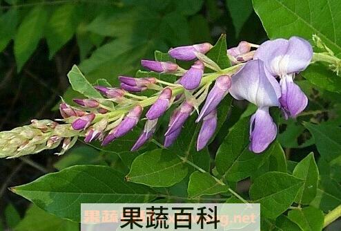  葛花的作用与功效及禁忌