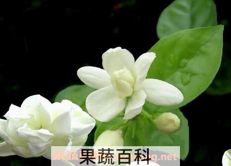代代花的功效与作用