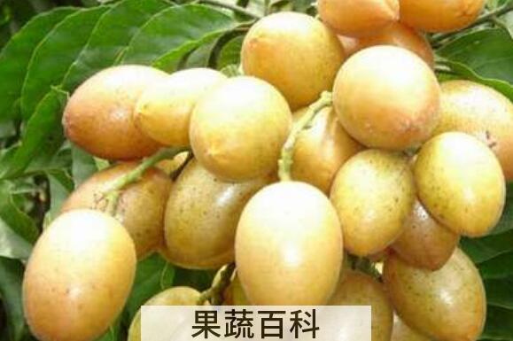 腌黄皮果如何做 腌黄皮果的窍门