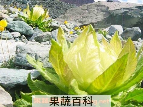 雪莲花的功效与作用及禁忌