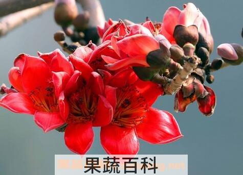 木棉花泡水喝的功效与作用