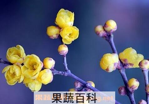  腊梅花的功效与作用及禁忌
