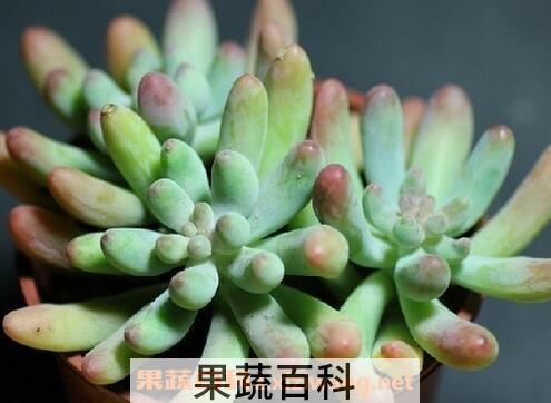 多肉植物怎么养