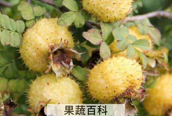 刺梨头的功效和作用