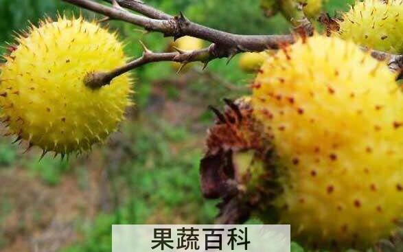 刺梨头的功效和作用