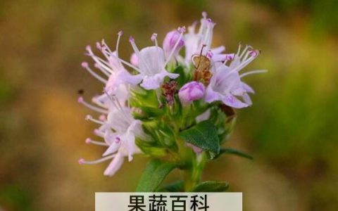 地椒花和地椒叶的区别