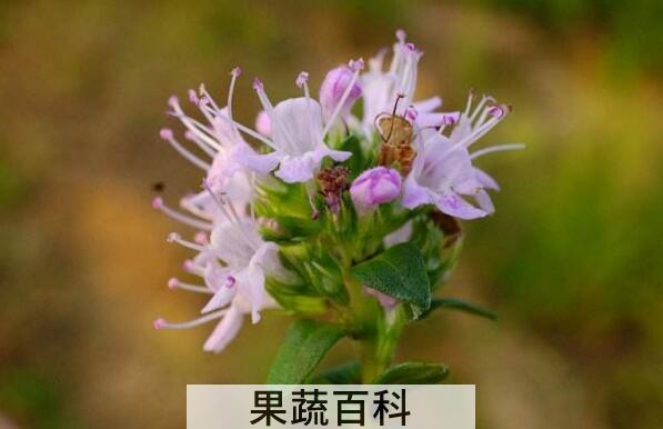 地椒花和地椒叶区别