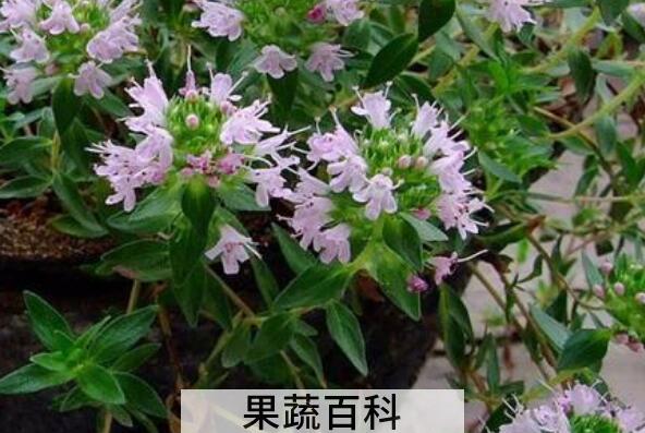 地椒花和地椒叶区别