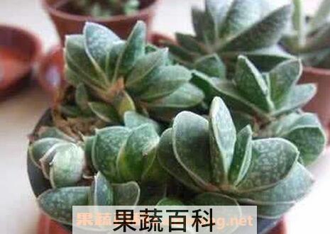 元宝兰的养殖方法