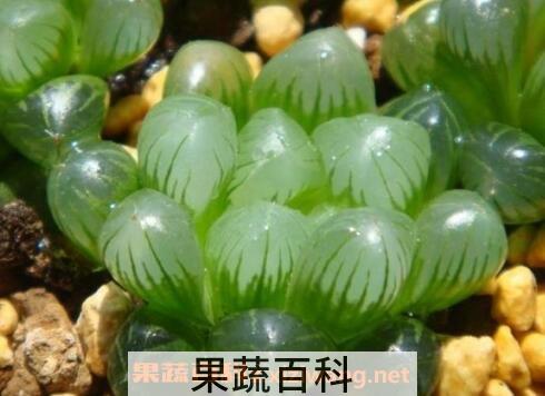 玉露的养殖方法与养护注意事项