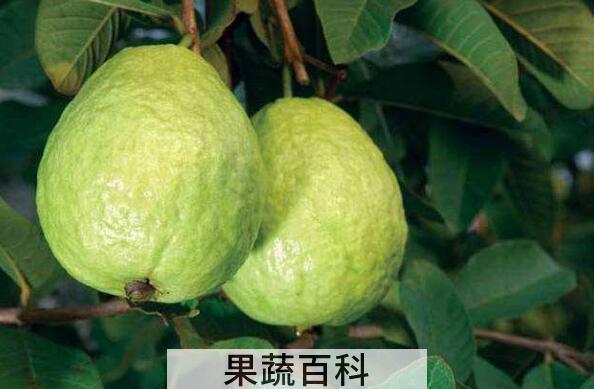 青番石榴怎么吃 青番石榴的食用方法