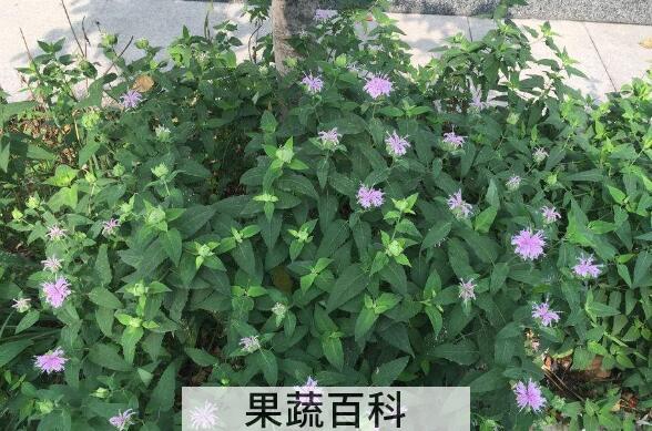 地椒泡水喝有什么功效