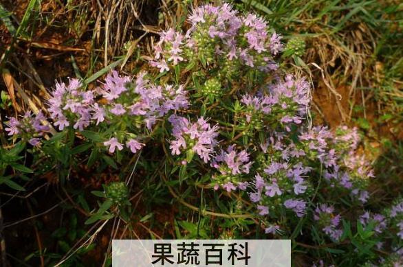 地椒泡水喝有什么功效