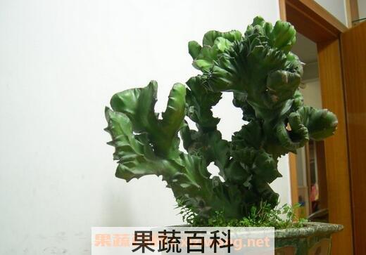 玉麒麟的养殖方法和注意事项
