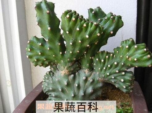 玉麒的养殖方法和注意事项