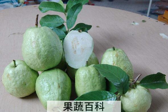 青番石榴的功效与作用