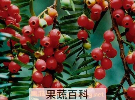 红豆杉的功效与作用及食用方法