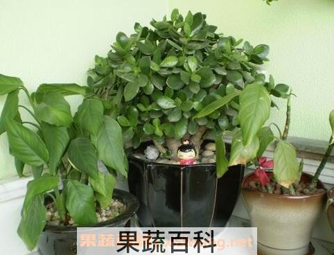 玉树养殖方法和注意事项