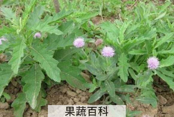 青刺尖的吃法　青刺尖的腌制方法