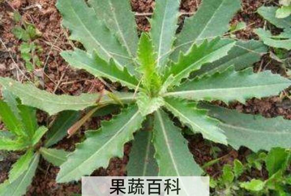 青刺尖的吃法　青刺尖的腌制方法