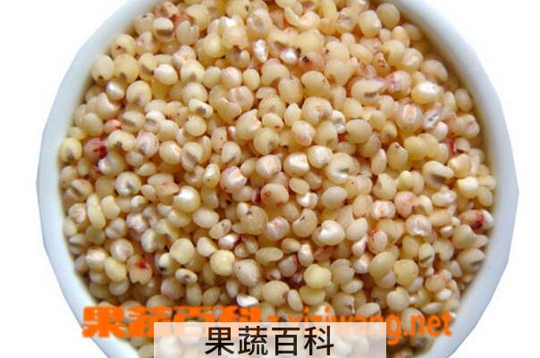 果蔬百科高粱米的吃法
