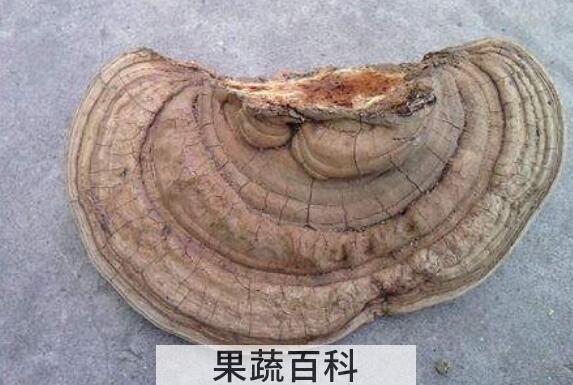 树舌灵芝的功效与作用 树舌灵芝怎么吃