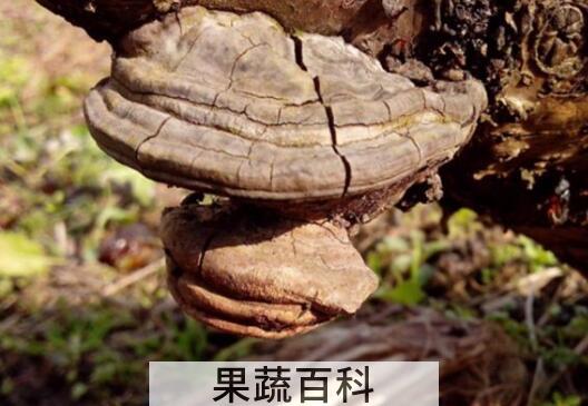 树舌灵芝的功效与作用 树舌灵芝怎么吃