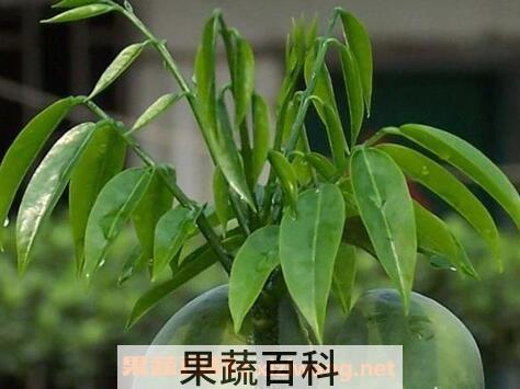 元宝花的养殖方法和注意事项