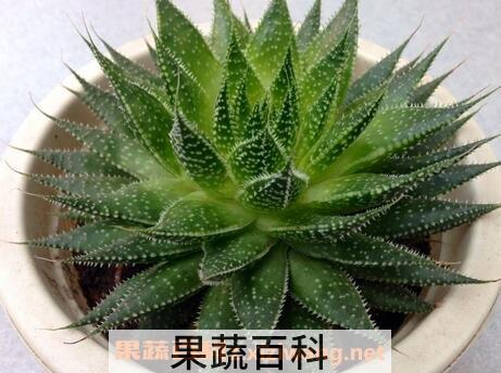 元宝芦荟的养殖方法