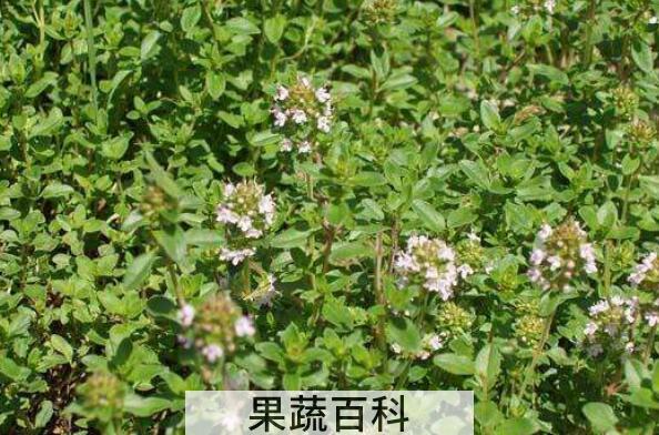 地椒草的功效与作用