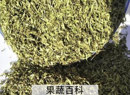 地椒草的功效与作用