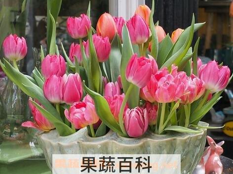 盆栽郁金香的养殖方法和注意事项