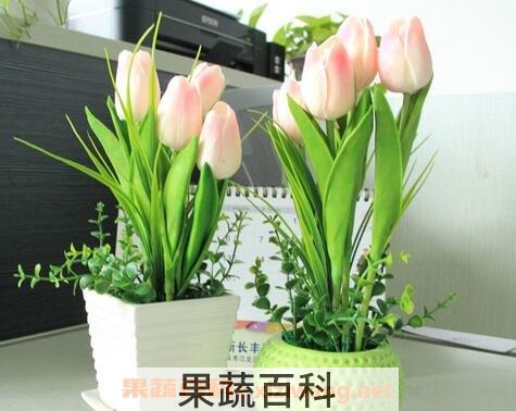 郁金香室内的养殖方法