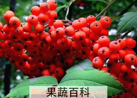 花楸酒的功效与作用 喝花楸酒什么好处