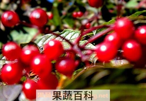 花楸酒的功效与作用 喝花楸酒什么好处