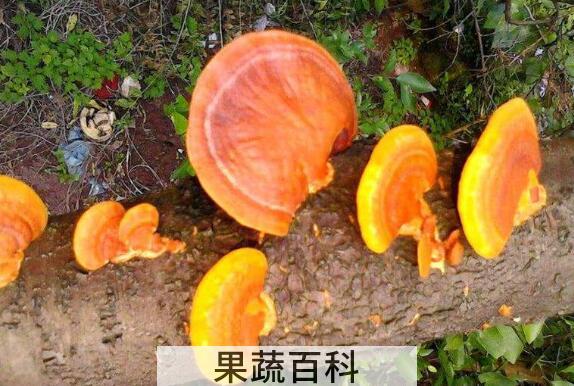 树舌与灵芝的区别有哪些 吃树舌的好处