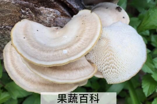 白色树舌的功效与图片