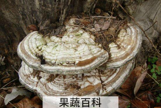 白色树舌的功效与图片